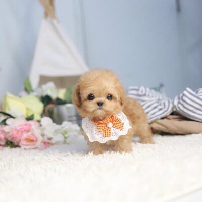 What is a Phantom Poodle? | Learn About This Unique Poodle