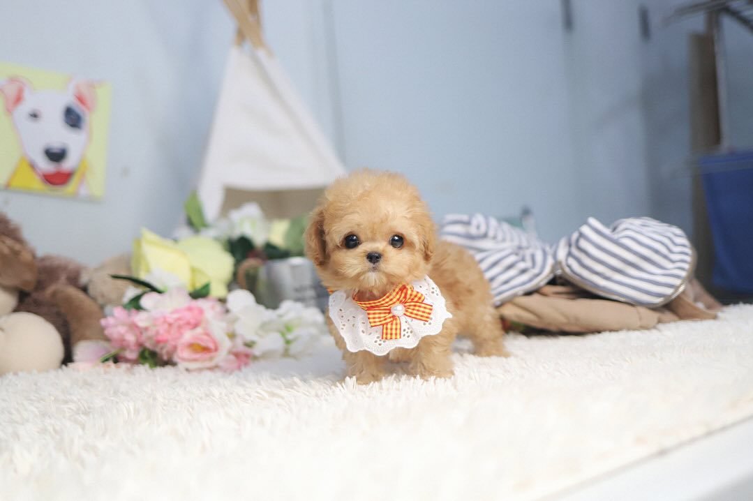 What is a Phantom Poodle? | Learn About This Unique Poodle