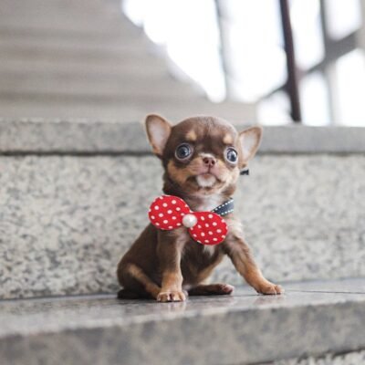 Long-Haired Chihuahuas for Sale - Premier teacup Puppies