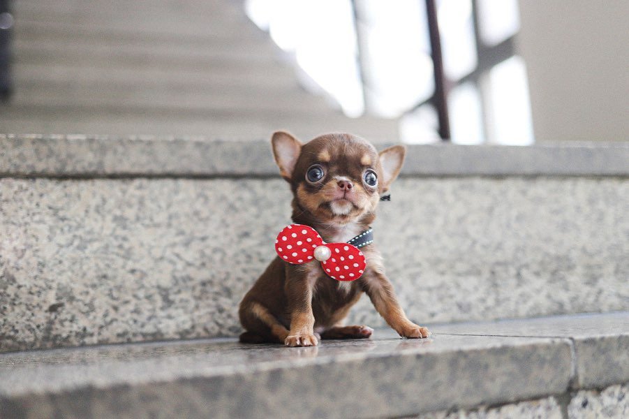 Long-Haired Chihuahuas for Sale - Premier teacup Puppies