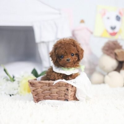Parti Poodle Puppies for Sale | Premier teacup Puppies