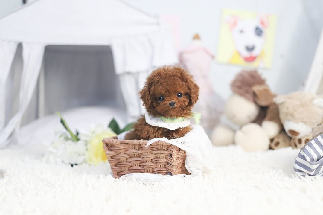 Parti Poodle Puppies for Sale | Premier teacup Puppies