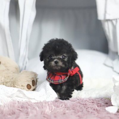 Brown Poodle Puppies for Sale | Premier teacup Puppies