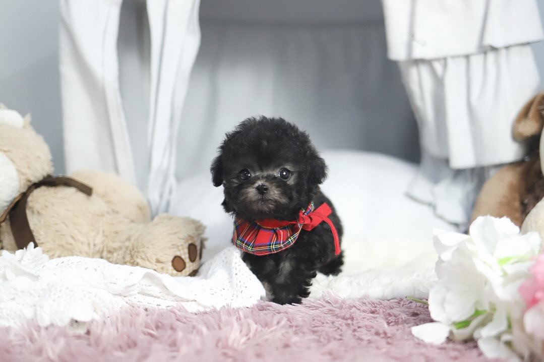 Brown Poodle Puppies for Sale | Premier teacup Puppies