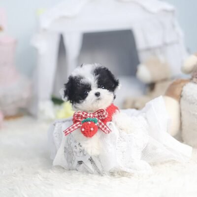 Miniature Poodle for Sale | Premier teacup Puppies