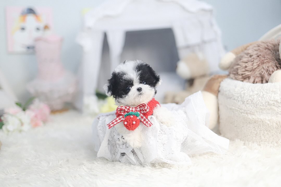 Miniature Poodle for Sale | Premier teacup Puppies