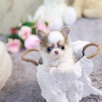 Teacup Chihuahua for sale under $500 - Premier teacup Puppies