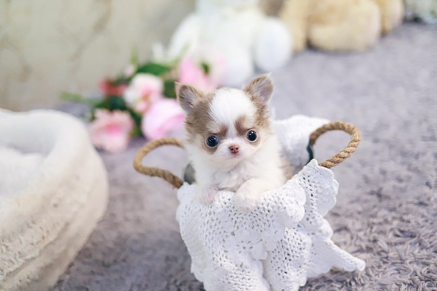 Teacup Chihuahua for sale under $500 - Premier teacup Puppies