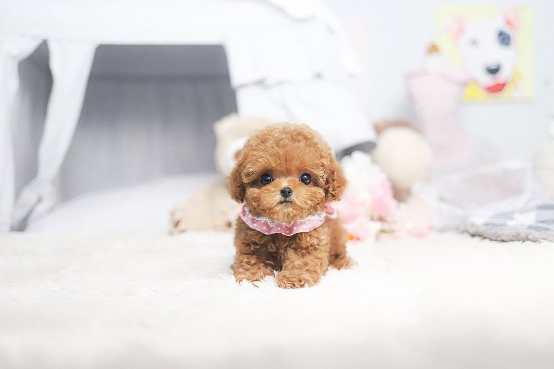 Moyen Poodle Puppies for Sale | Healthy, Happy Puppies | Premier teacup Puppies