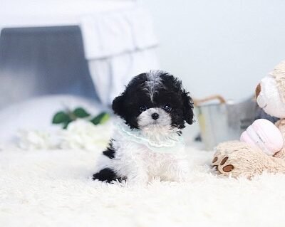 Toy Poodles for Sale Near Me Under $500 | Premium Teacup Pups