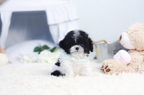 Toy Poodles for Sale Near Me Under $500 | Premium Teacup Pups