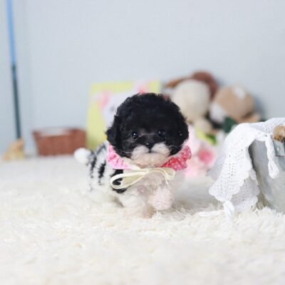 Trusted Toy Poodle Breeders | Healthy, Happy Puppies | Premier teacup Puppies