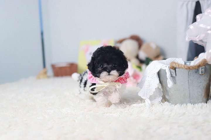 Trusted Toy Poodle Breeders | Healthy, Happy Puppies | Premier teacup Puppies