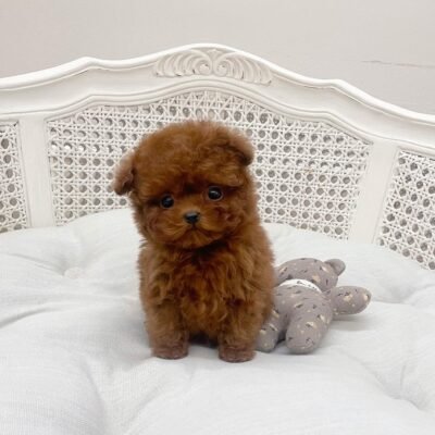 Teacup Poodles for Sale Under $300 | Premier teacup Puppies