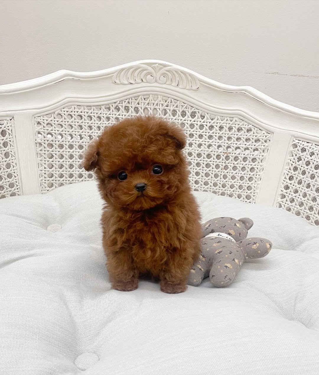 Teacup Poodles for Sale Under $300 | Premier teacup Puppies