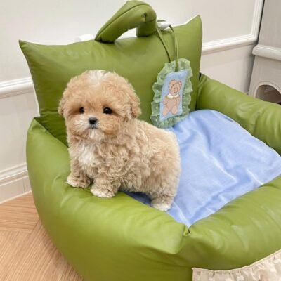 Toy Poodles for Sale in NJ | Premier teacup Puppies