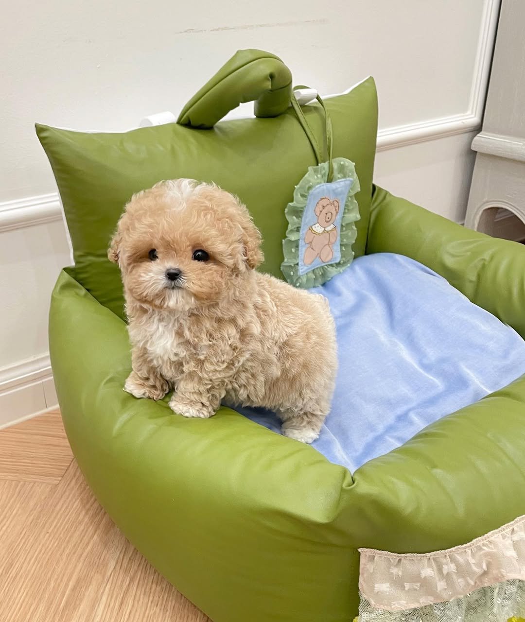 Toy Poodles for Sale in NJ | Premier teacup Puppies