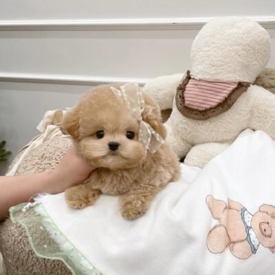 Toy Poodles Near Me for Sale | Premier teacup Puppies
