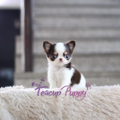 Chihuahua puppies for sale - Premier teacup Puppies