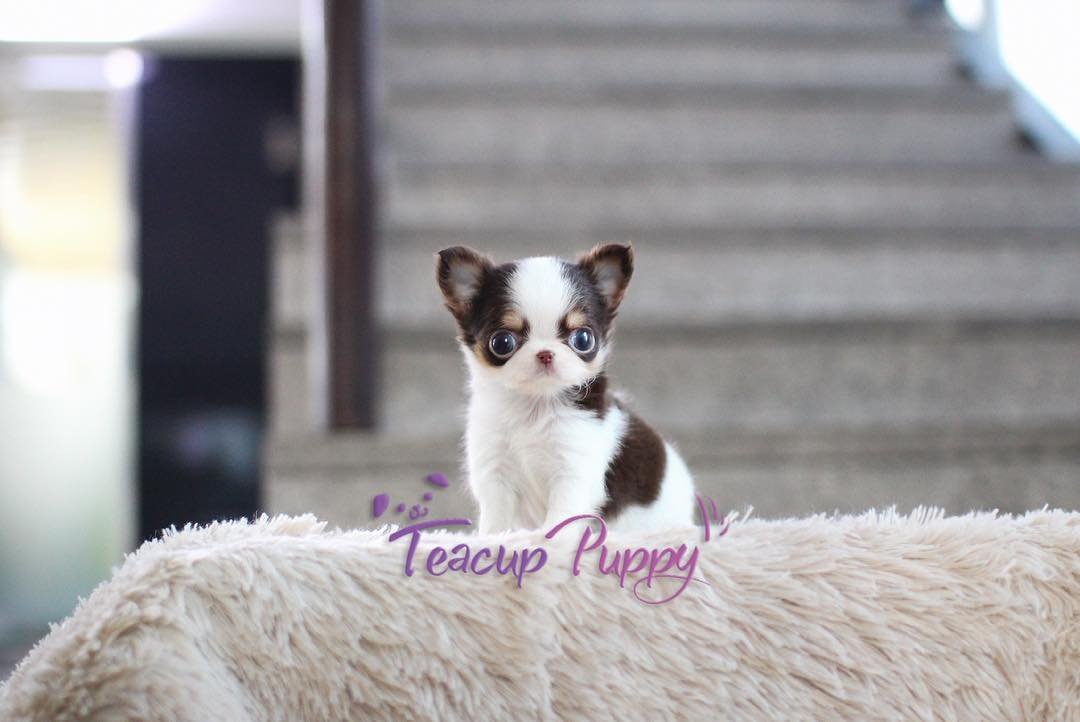 Chihuahua puppies for sale - Premier teacup Puppies