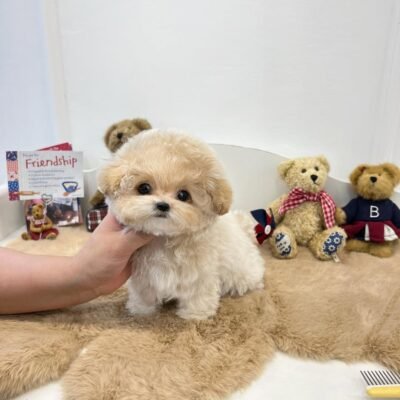 Red Toy Poodle Puppies for Sale | Premier teacup Puppies