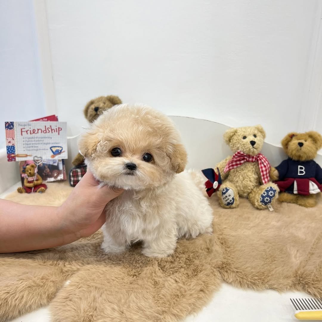 Red Toy Poodle Puppies for Sale | Premier teacup Puppies