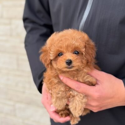 Adoptable Toy Poodles for Sale | Healthy, Happy Puppies | Premier teacup Puppies