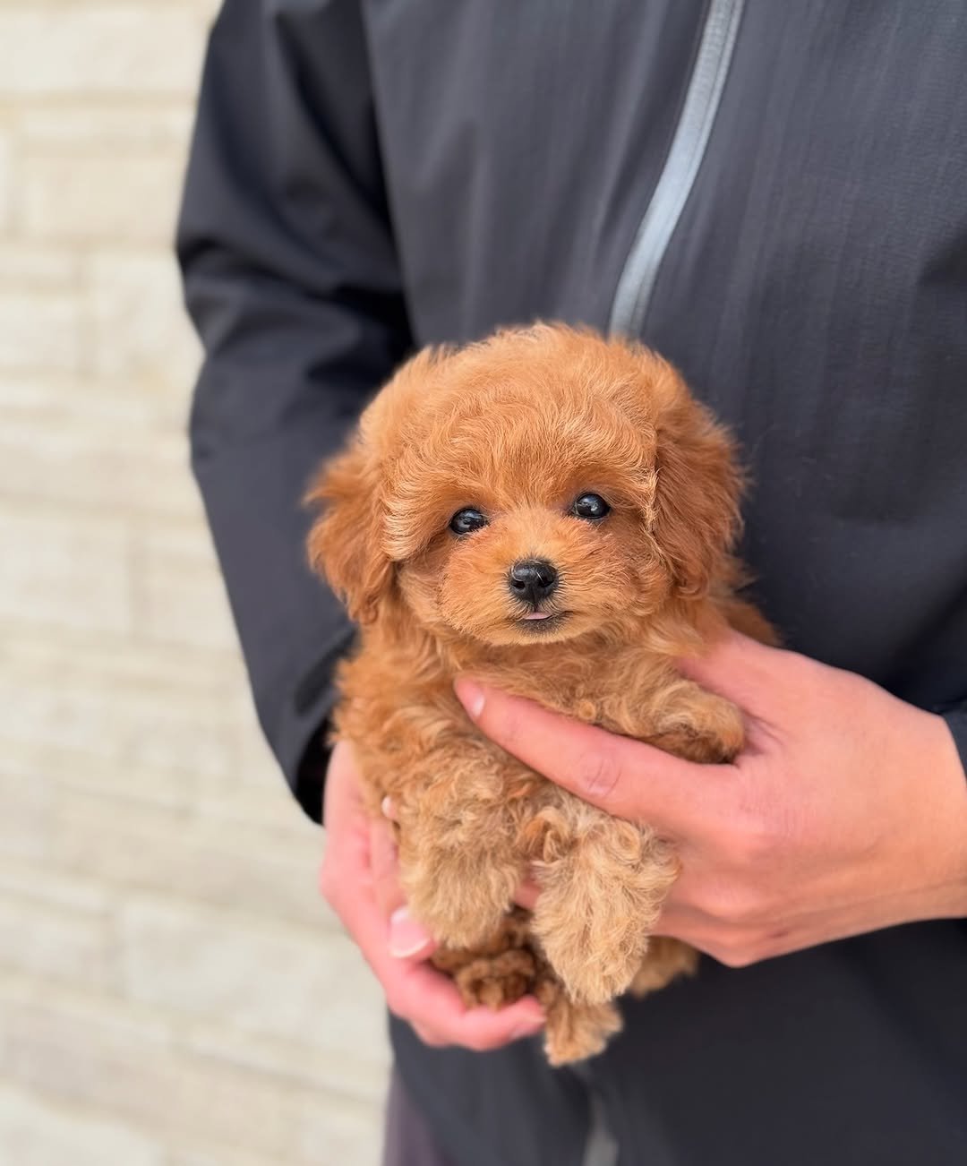 Adoptable Toy Poodles for Sale | Healthy, Happy Puppies | Premier teacup Puppies