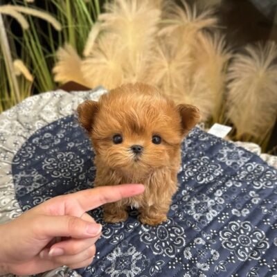 Teacup Poodle for Sale | Premier teacup Puppies