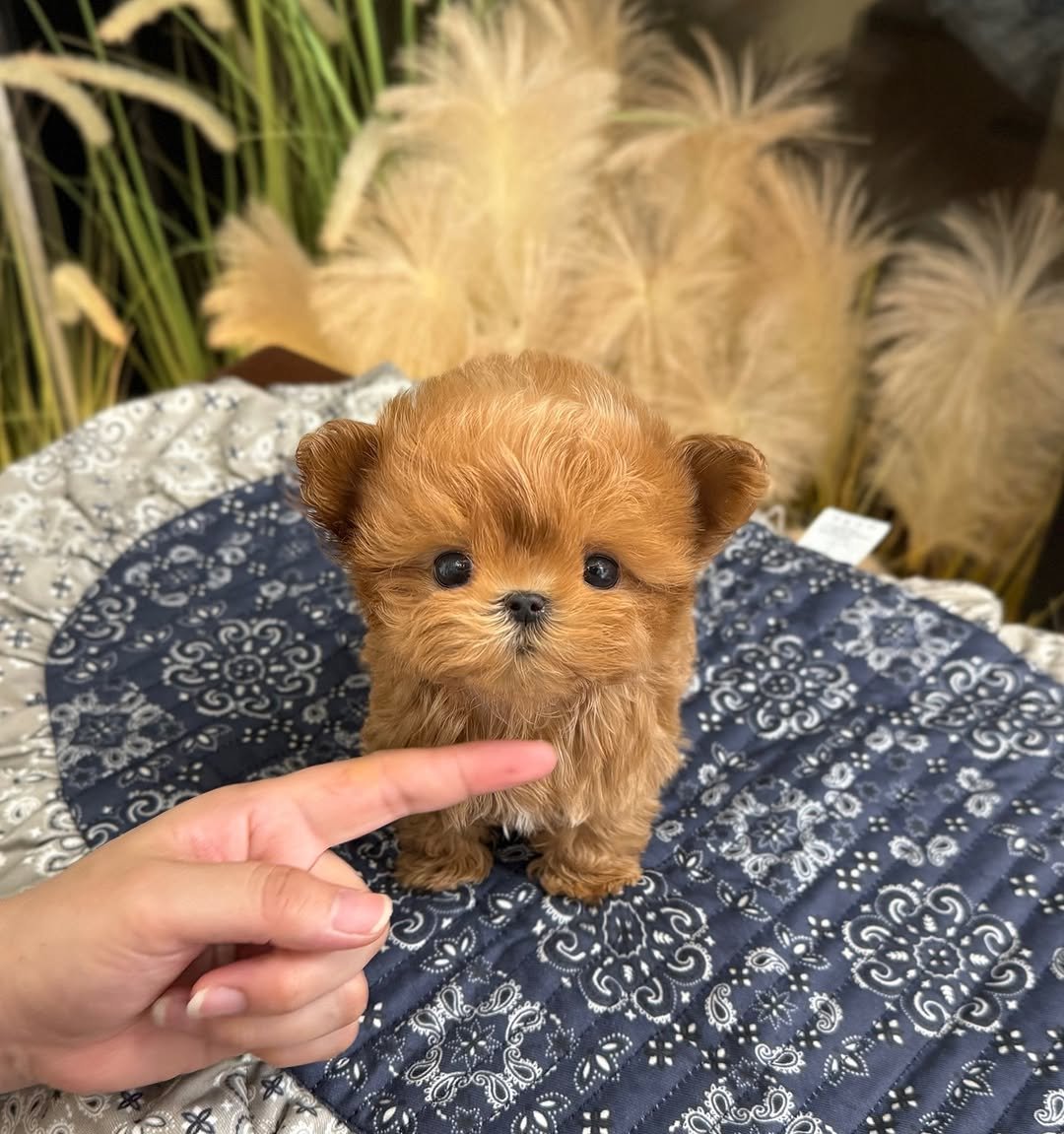 Teacup Poodle for Sale | Premier teacup Puppies