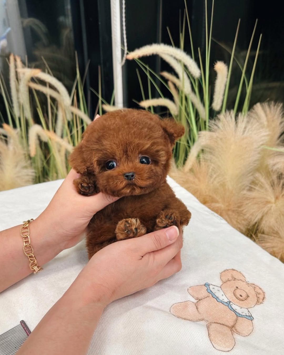 Where to Buy a Teacup Poodle | Premier teacup Puppies