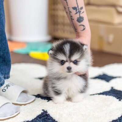 Teacup Pomsky Puppies for Sale | Premier teacup Puppies