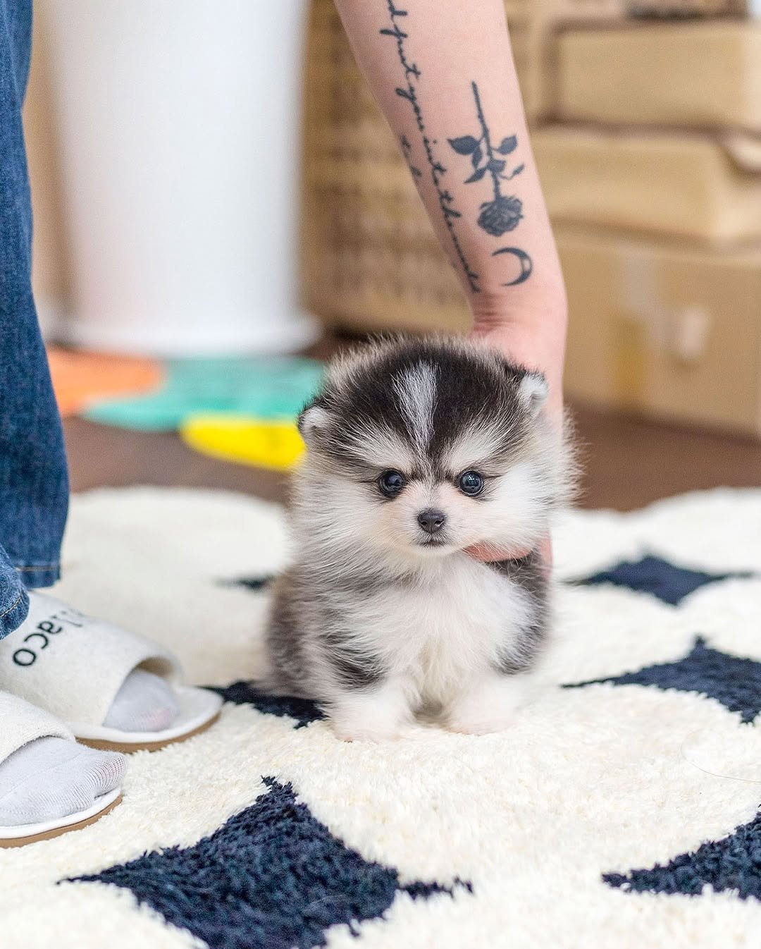 Teacup Pomsky Puppies for Sale | Premier teacup Puppies
