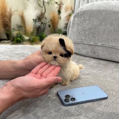 Healthy Maltipoo Maltipoo For Sale - Premier teacup Puppies