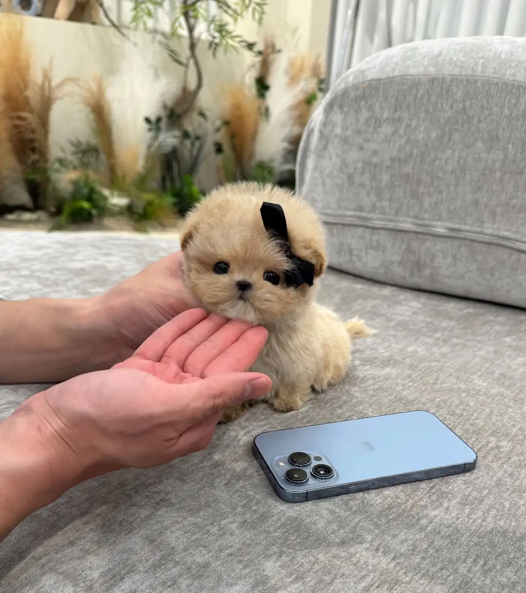 Healthy Maltipoo Maltipoo For Sale - Premier teacup Puppies