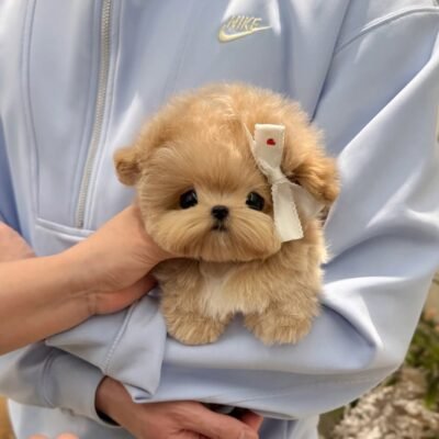 Brown Maltipoo for sale - Premier teacup Puppies