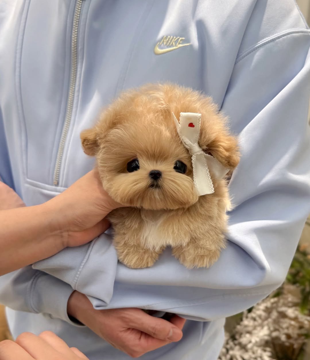 Brown Maltipoo for sale - Premier teacup Puppies