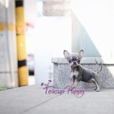 Discover where to buy teacup Chihuahua Puppies