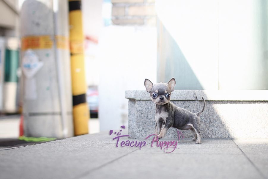Discover where to buy teacup Chihuahua Puppies