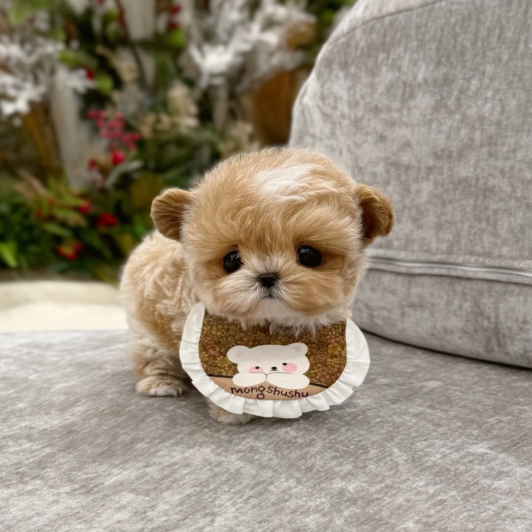 Designer Maltipoo Puppies For Sale - Premier teacup Puppies