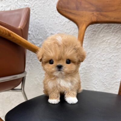 Maltipoo puppies for sale near me