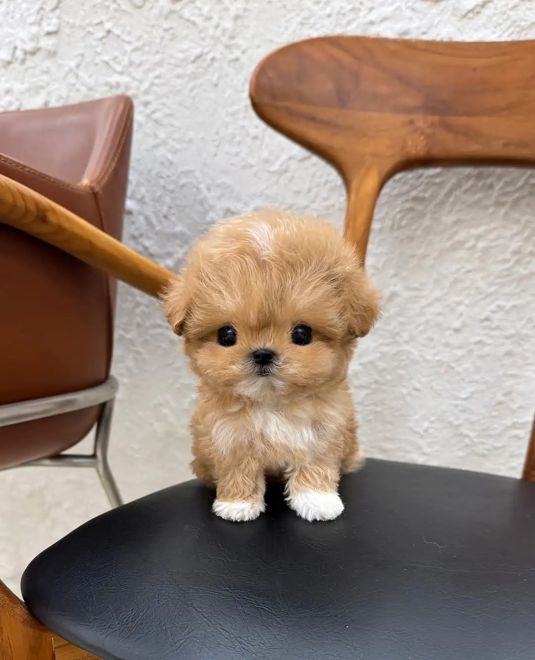 Maltipoo puppies for sale near me