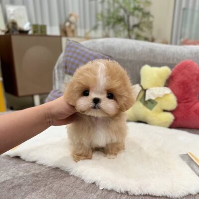 Mini Maltipoo For Sale