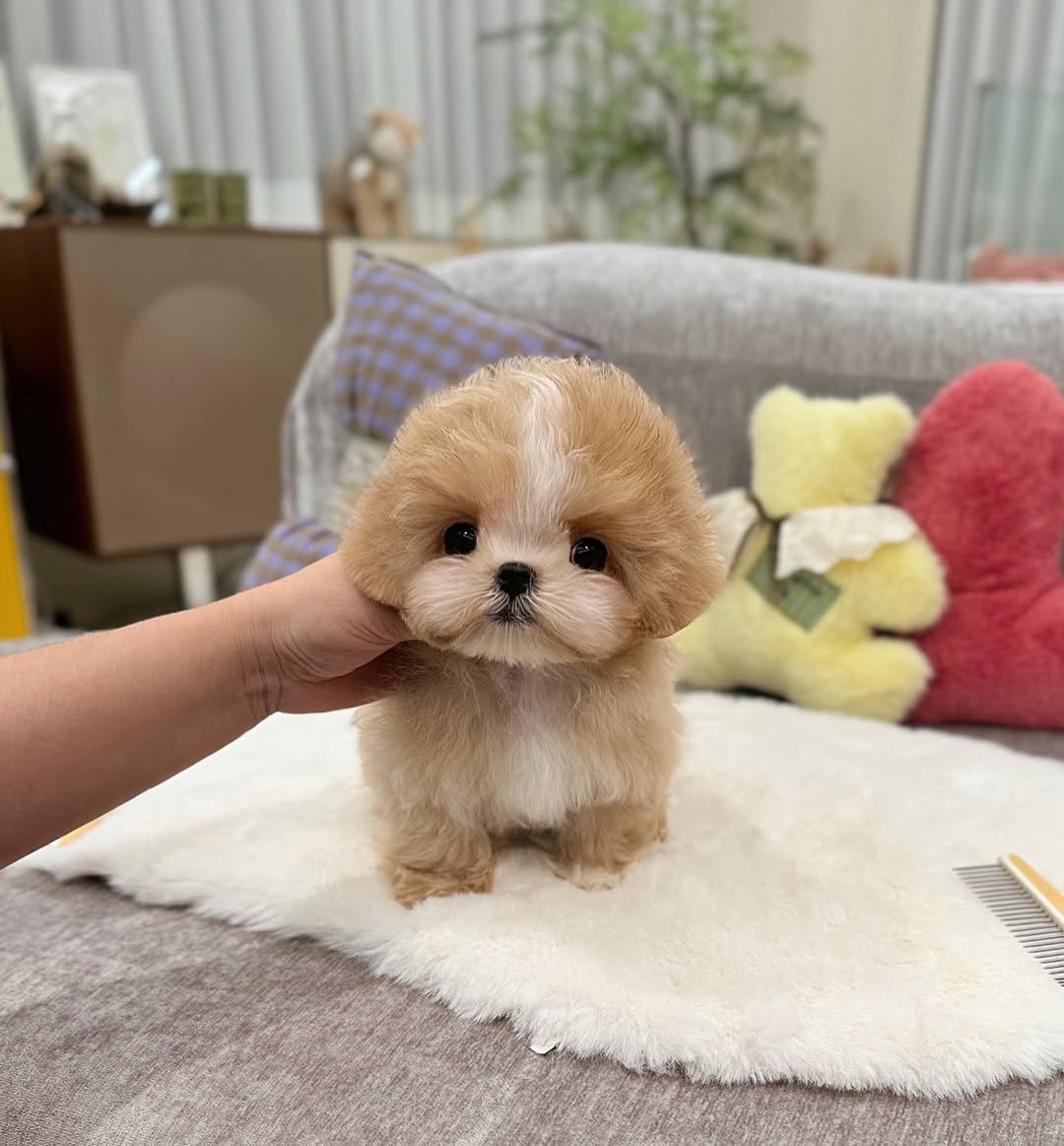 Mini Maltipoo For Sale