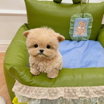 Black Maltipoo | Black And White Maltipoo