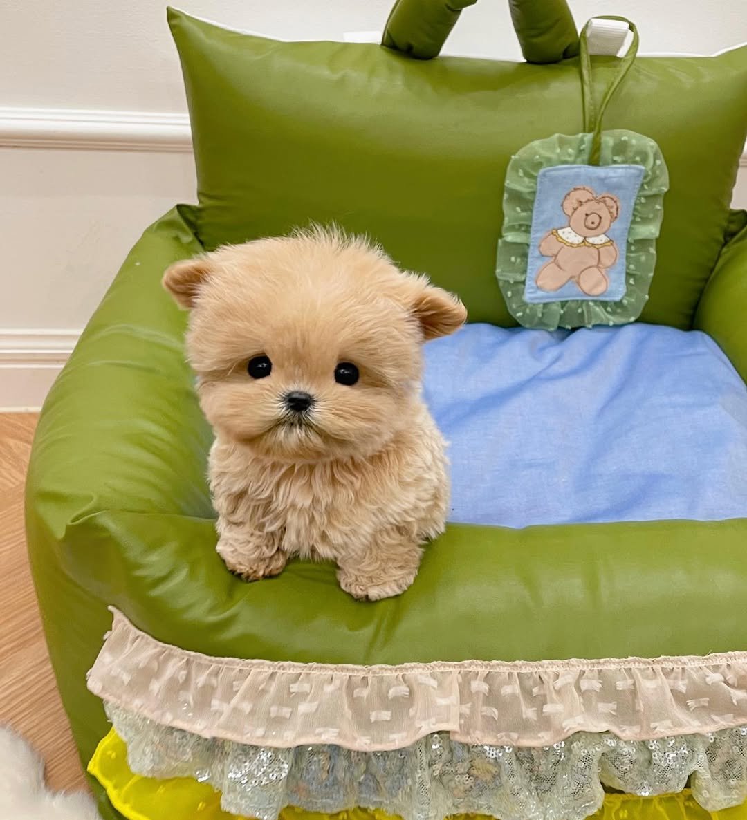 Black Maltipoo | Black And White Maltipoo