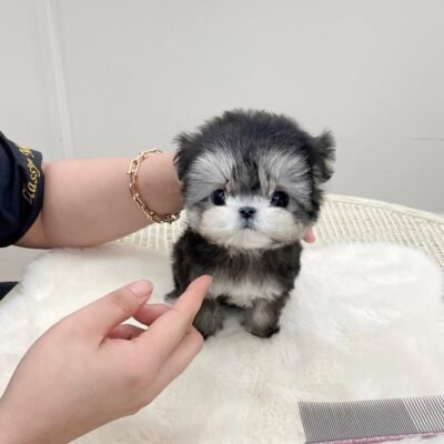 Morkie Dogs for Sale | Premier teacup Puppies
