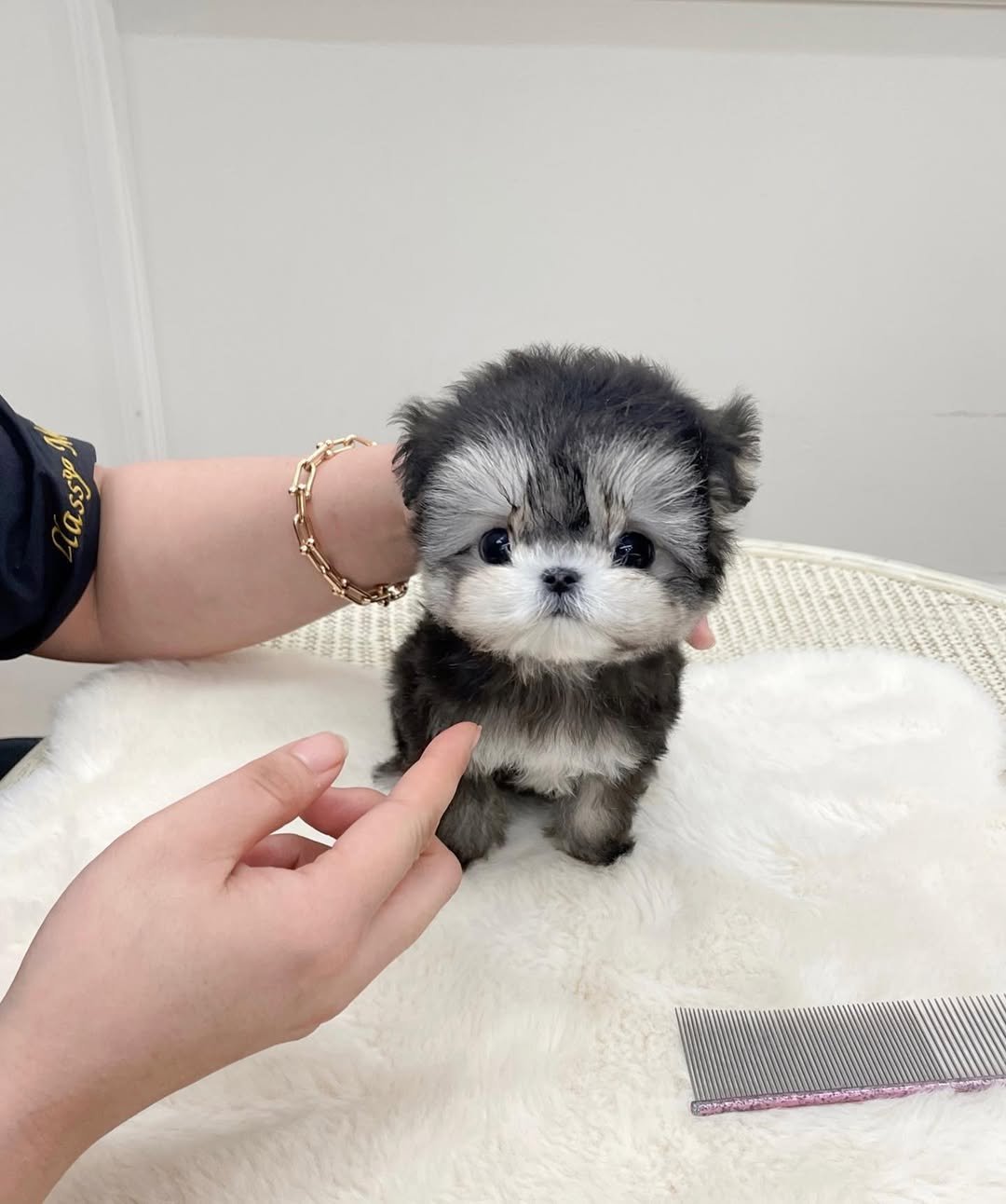 Morkie Dogs for Sale | Premier teacup Puppies
