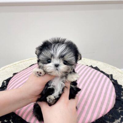 Morkie Puppies for Sale in Northeast Ohio | Premier teacup Puppies