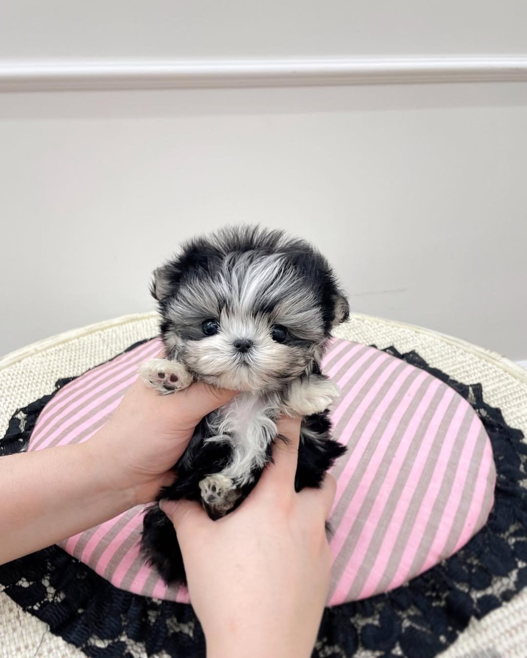 Morkie Puppies for Sale in Northeast Ohio | Premier teacup Puppies